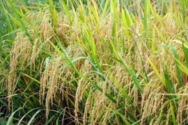 Một ‘cò lúa’ phải trả lại tiền cọc 750 triệu vì không cung cấp đủ 1.330 tấn lúa theo thỏa thuận