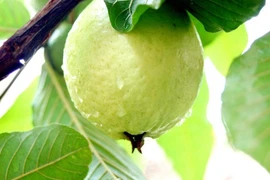 Khám phá tác dụng chữa bệnh của trái ổi