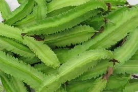 Top 10 loại rau củ giàu canxi