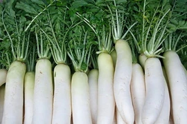 Tác dụng của củ cải trắng