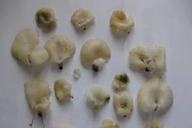 Hơn 10 người nhập viện cấp cứu vì ngộ độc nấm 
