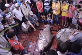 Dân Vĩnh Long ùn ùn đi xem cá hô 'khủng'