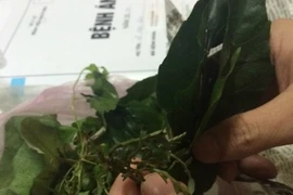 Ngộ độc vì uống lá cây trị tiêu chảy