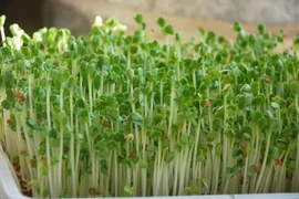 Tác dụng chữa bệnh của rau mầm
