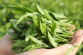 Mẹo nhỏ phòng chống cảm lạnh