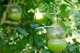 Cận cảnh quy trình sản xuất đào tiên hồ lô 1,4 triệu/cặp