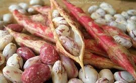 Đậu giúp ngừa ung thư, giảm huyết áp