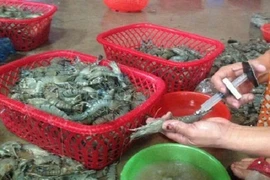 Nhận biết tôm bơm tạp chất như thế nào?