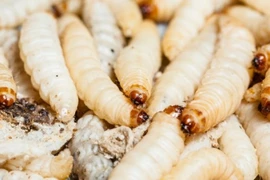 Ghê người giòi lúc nhúc trong nướu bé 10 tuổi