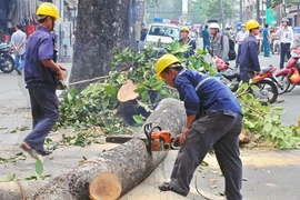 UBND TP Hà Nội thúc tiến độ xử lý vụ chặt cây xanh