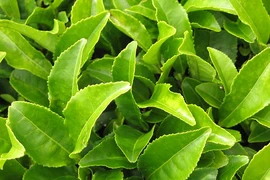 6 mẹo làm đẹp với trà xanh