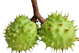 Những hiểm họa đe dọa 'túi giống' của đàn ông