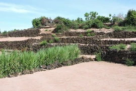 Hút hồn vẻ đẹp ruộng bậc thang giữa biển Đông