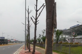Hàng loạt cây chết khô trên đường vào sân bay Nội Bài