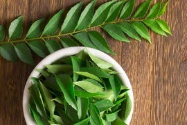 Công dụng tuyệt diệu từ lá cà ri