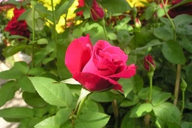 Các loài cây chữa bệnh nên trồng trong nhà