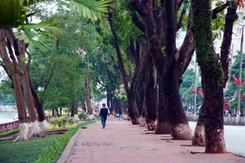 Nhìn lại hàng cây cổ thụ đường Kim Mã trước ngày bị đốn hạ
