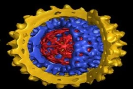  Nhiễm virus viêm gan B có gây xơ gan?