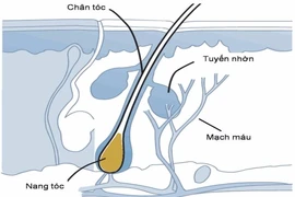 Trị viêm chân tóc, rụng tóc, thuốc nào?