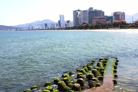 Đổ xô về phố biển Nha Trang ngắm rêu xanh 