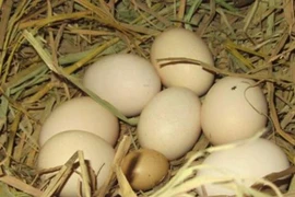 20-11 và 10 quả trứng gà...