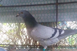 Bắt được chim bồ câu đeo vòng nhựa có số và ký tự lạ