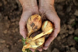Viêm phổi vì hít phải nấm độc trên vỏ hành