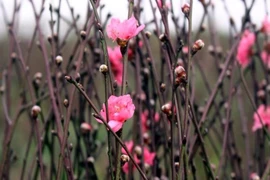 Nôn nao tháng chạp 