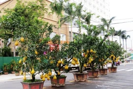 Cây kiểng Tết độc lạ đã về phố biển Nha Trang