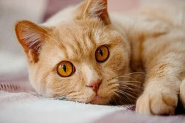 Sốt, rối loạn trí nhớ vì bị mèo cưng cắn