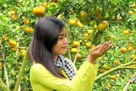Giáp Tết 'phượt' Đồng Tháp ghé vườn quýt hồng Lai Vung