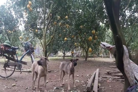 Thả chó, rào tường, lắp camera canh trộm bưởi Diễn