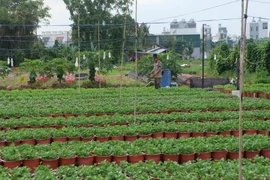TP.HCM: Vụ hoa Tết 2022, người trồng hoa kiểng nửa mừng nửa lo 