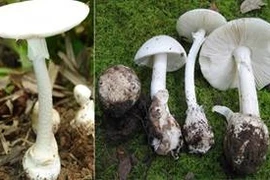 Liên tiếp ca ngộ độc nấm, bác sĩ hướng dẫn nhận diện 4 loại nấm độc thường gặp
