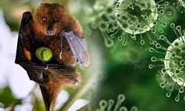  Virus Nipah nguy hiểm đến mức nào?