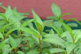 Hình minh họa.