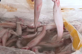 Điều gì xảy ra nếu ăn phải cá khoai tẩm formol cực độc?