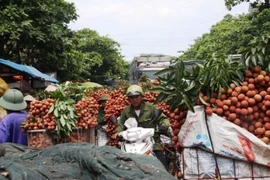 Người Trung Quốc ồ ạt đến Bắc Giang thu mua vải thiều