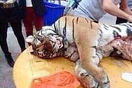 Đại gia 'bóc lịch' 13 năm vì ăn thịt ba con hổ để 'tăng cường sinh lực'