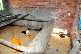 Công bố quyết định kỷ luật vụ hơn 1.000 con gà 'đi lạc vào nhà quan'