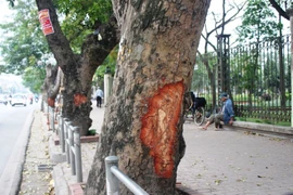 Hà Nội: Nhiều phố có hàng xà cừ cổ thụ bị vết 'chém' lạ