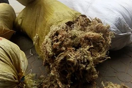 Thêm mặt hàng lạ thương lái Trung Quốc mua gom giá cao: Rêu đá