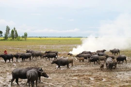 Trở lại Đồng chó ngáp - Kỳ 1: Một thời đồng hoang cỏ cháy