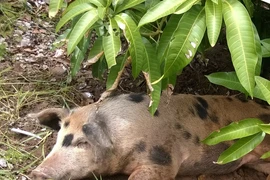 Chú heo năm móng 'cơ nhỡ' mò đến xã để nhờ 'trợ cấp'