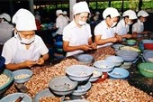 Càng nhiều chính sách ưu tiên, càng dễ... chết