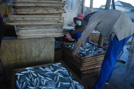 Quảng Trị: Phát hiện cá nục đông lạnh có chất cực độc, tuyệt đối cấm
