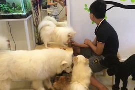 Khóc ròng vì 13 con thú cưng bị giết trong đêm