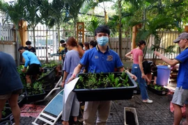 TP.HCM: Sinh viên Lào trồng cây rau thuốc nam tạo mảng xanh tại ký túc xá