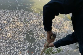 Cá chết nổi trắng hồ Bàu Sen ở Bình Định