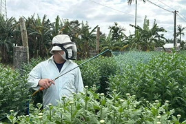 Video: Thủ phủ hoa cúc Tết lớn nhất miền Trung vắng khách mua, nhà vườn lo lắng